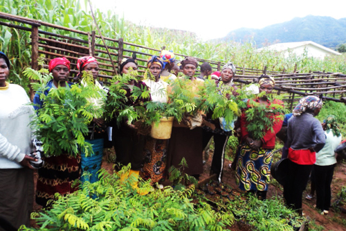 Agroforestry for Conservation & Livelihood Improvement